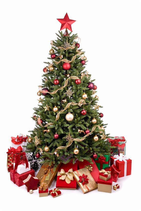 Weihnachten - So bleibt der Christbaum frisch | MEIN BAU