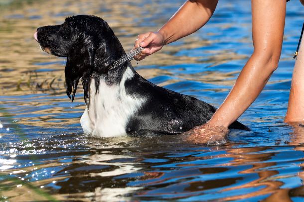 Im Schwimmteich sind keine Chemikalien - daher ist für Haustiere geeignet (Fotoquelle: alexuss / clipdealer.de)