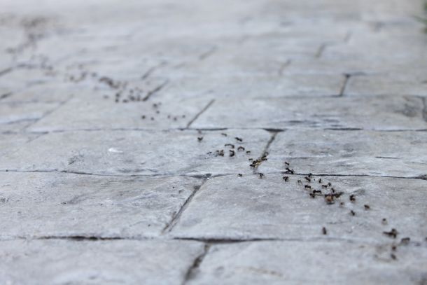 Wenn sich ein Ameisenvolk auf Ihrer Terrasse angesiedelt hat, sollten Sie eingreifen. (Fotoquelle:  sipandra / clipdealer.de)