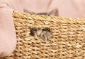 kitten in basket kratzbaum