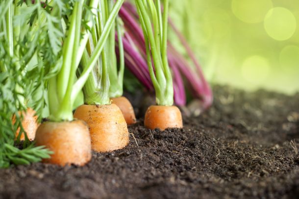 Überlegen Sie gut, welche Gemüsesorten Sie anbauen möchten und planen Sie dann eine realistische Größe. (Fotoquelle: udra / clipdealer.de)