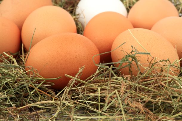 Bei einem eigenen Hühnerstall sind Sie sicher, Eier von gesunden und glücklichen Hühnern zu haben. (Fotoquelle:  	TK-photography / clipdealer.de)