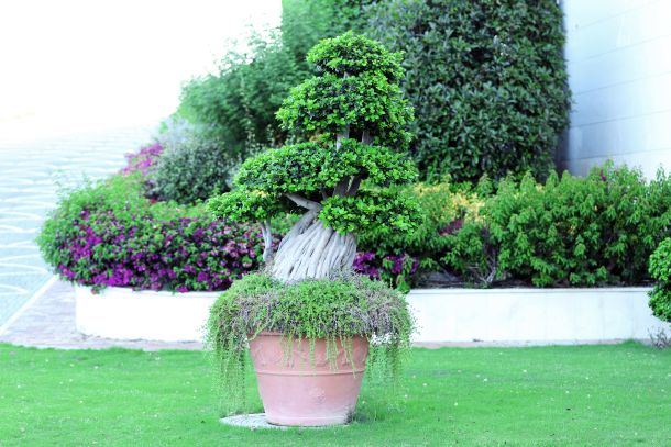 Terrakotta-Übertöpfe sind der perfekte Begleiter zum mediterranen Gartenstil. (Fotoquelle: belchonock / clipdealer.de)  