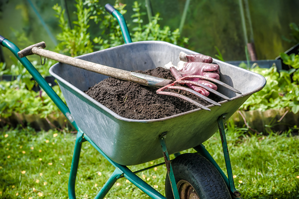 Stallmist und Kompost sind besonders geeignet für üppiges Wachstum.