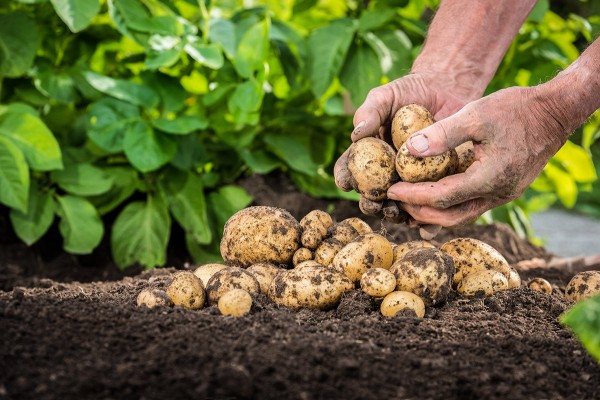 Kartoffeln stecken: Wissenswertes und Tipps | MEIN BAU
