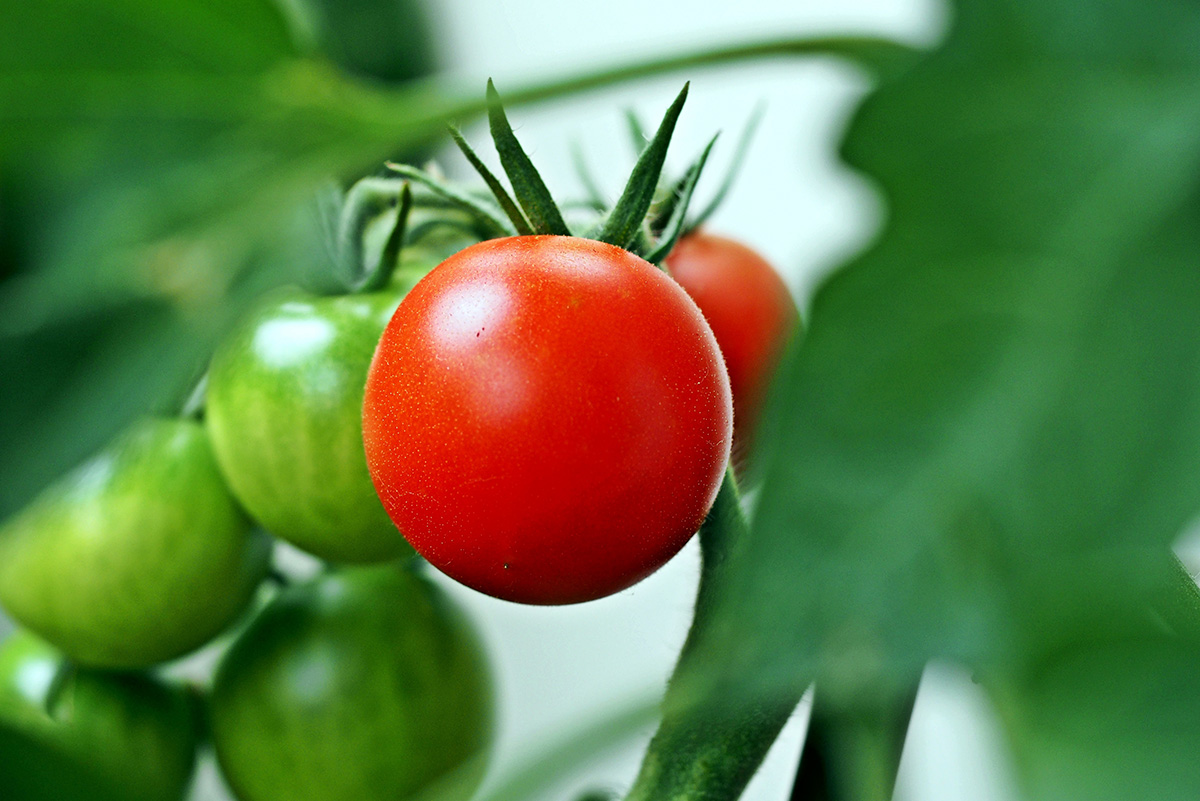Pflege und Düngen der Tomate sind entscheidend für eine üppige Ernte.