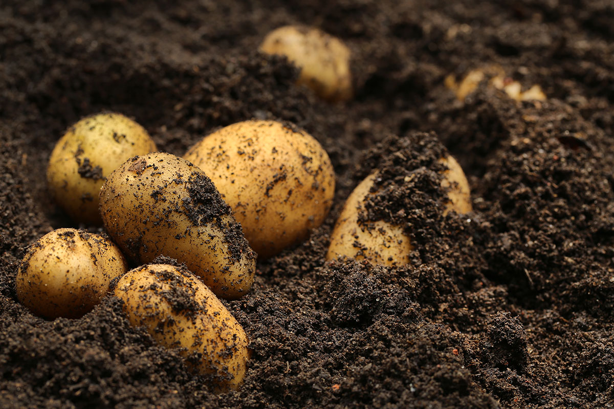 Die Kartoffeln müssen vor allem in den trockenen Jahren gut bewässert werden.