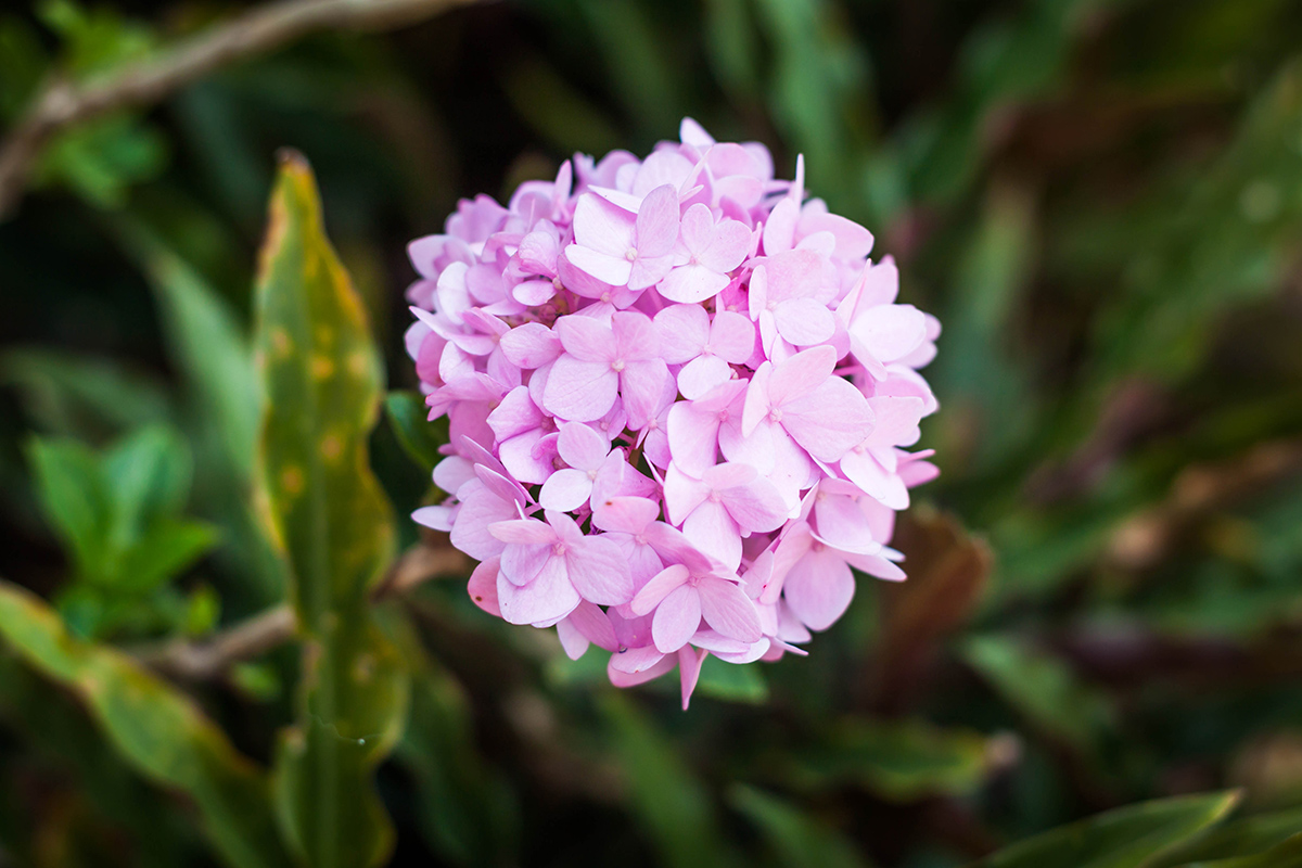 Hortensien sind Farbenfroh und blühen bis in den Herbst hinein.