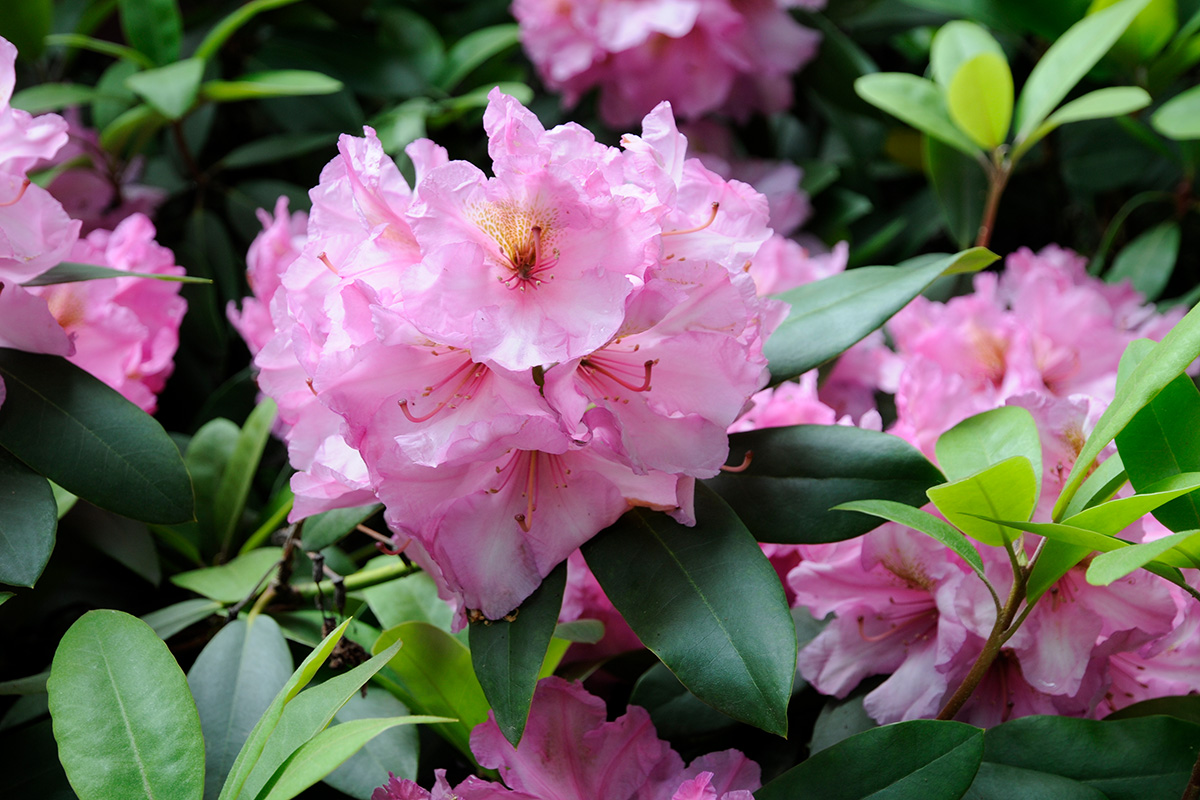Der Rhododendron gehört zu den beliebtesten Ziersträuchern im Garten.