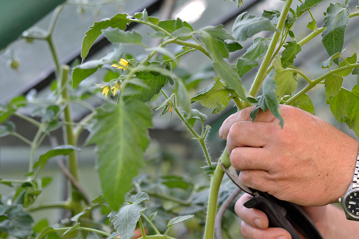 Tomaten wachsen meist relativ schnell und außerdem sehr dicht.