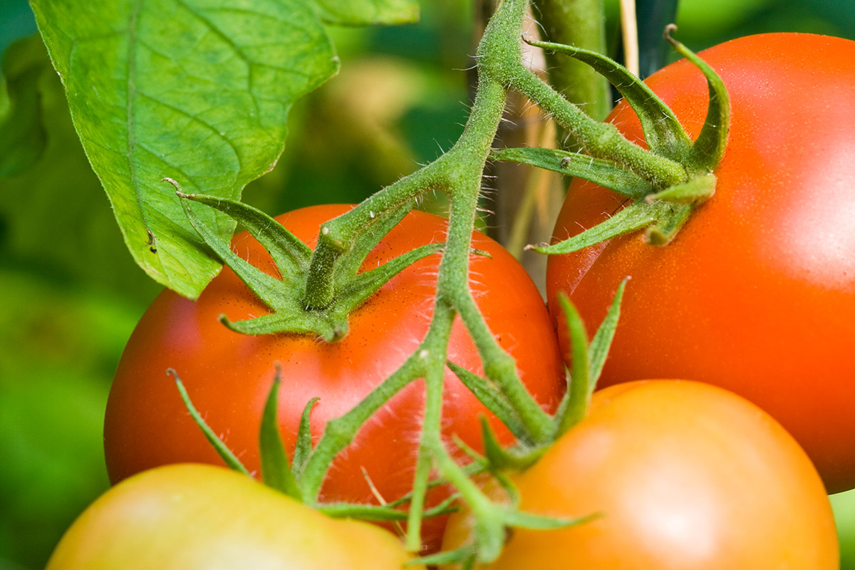 Tomaten schmecken roh und unterstützen das feine Aroma edler Kräuter.