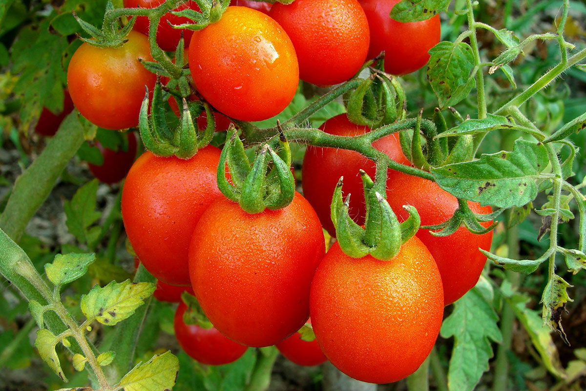 Tomaten können sich dann vermehren, wenn die Triebe bereits 15 Zentimeter sind.