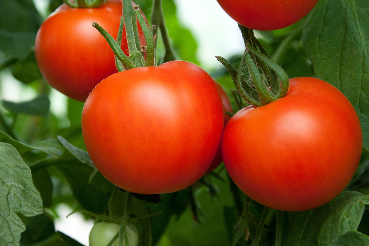 Nach Schätzungen, gibt es mehr als 10.000 Tomatensorten in Deutschland.