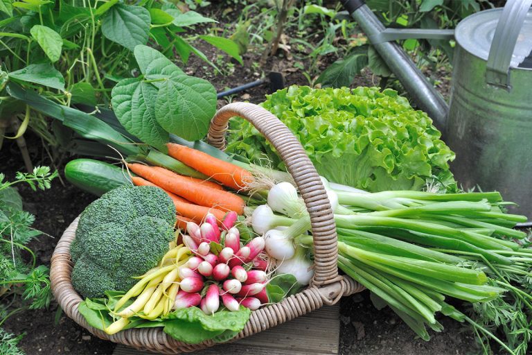 Erntezeit im Garten: Wann ernten Sie was? | MEIN BAU