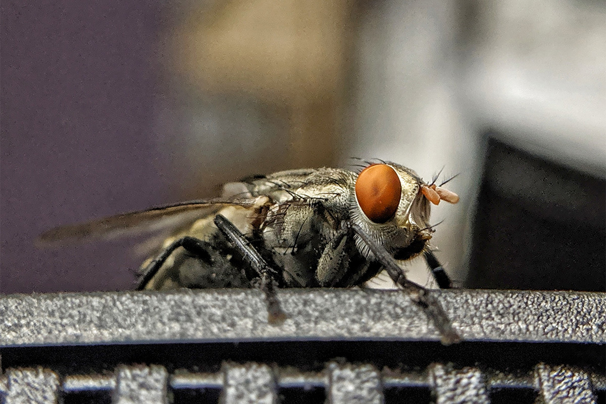 Wohl kaum jemand möchte seine Wohnung mit Gift behandeln, um lästige Insekten loszuwerden.