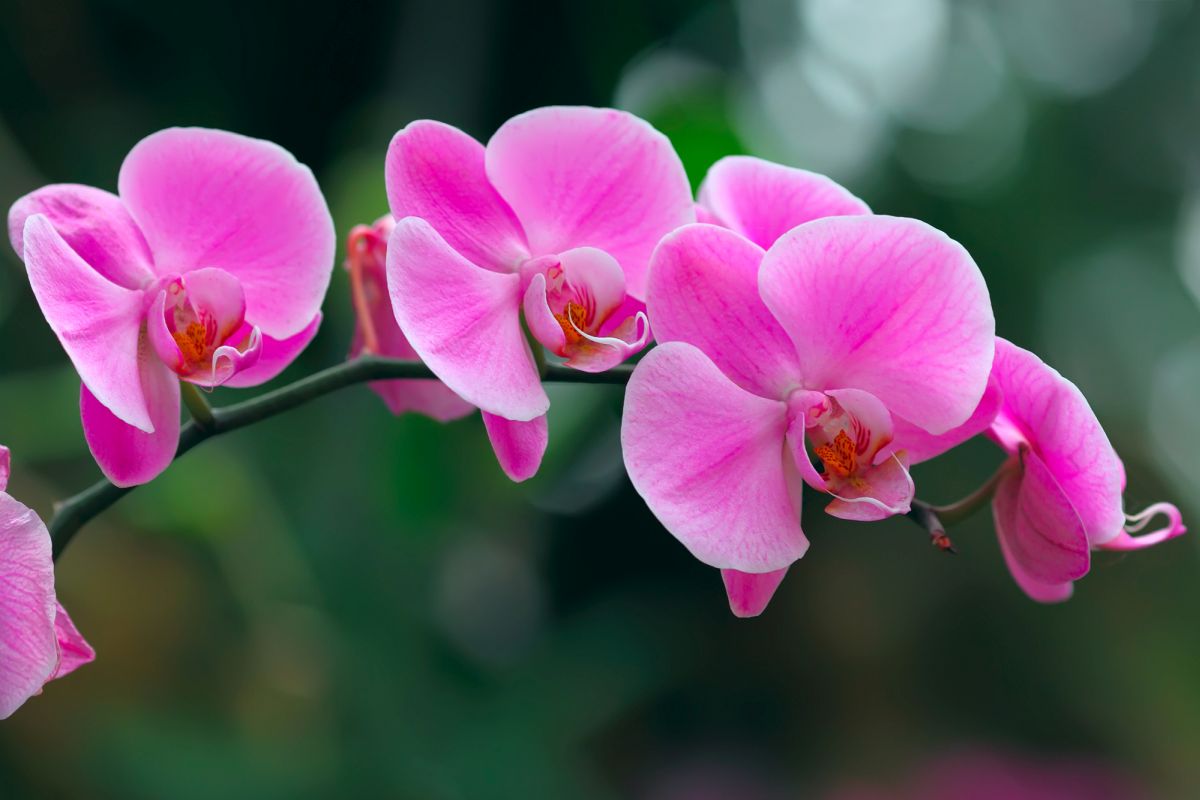 Pinke Orchideenblüte im Garten