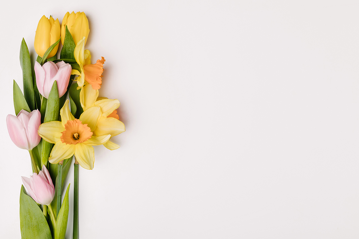 Narzissen vertragen sich nicht nur mit Tulpen schlecht, sondern auch mit anderen Schnittblumen.