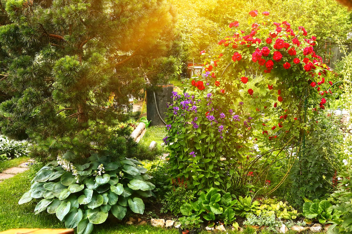 wunderschöner Garten mit grünen Sträuchern und roten Blumen