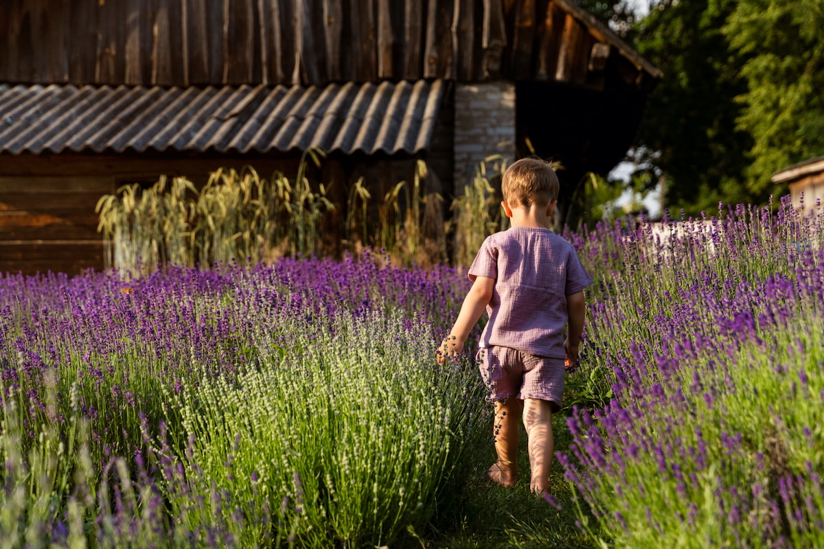 Kind läuft durch ein Meer aus Lavendel, im Hintergrund eine Hütte.